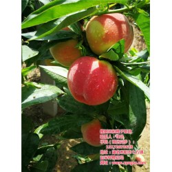 桃樹苗種植技巧|咸寧桃樹苗|棗陽桃花島