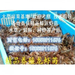 石龍哪里有品種好的蝦苗賣—淡水龍蝦養殖技